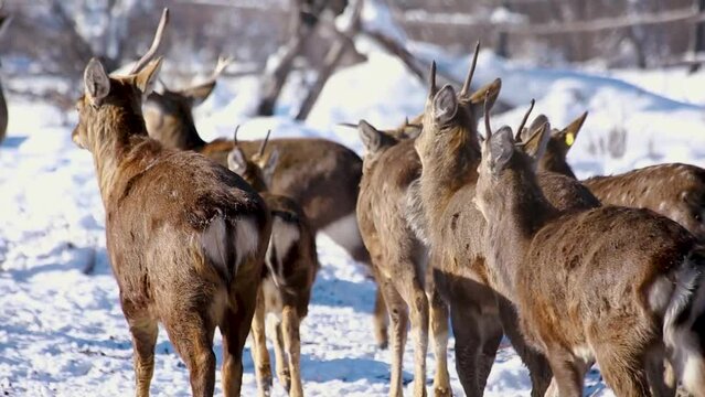 dear herd running away in the snowy weather