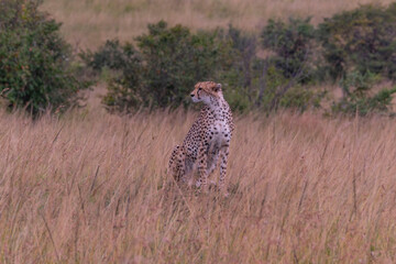Cheetah in Masai Mara Game Reserve of Kenya