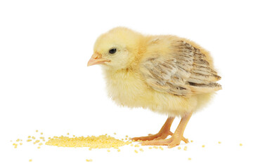 Feed for young poultry. Yellow chick on a white background.