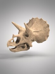 Dinosaur skeleton. Triceratops Fossil skull 3d illustration