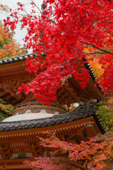 Obraz premium 大威徳寺（大阪府岸和田市）の紅葉