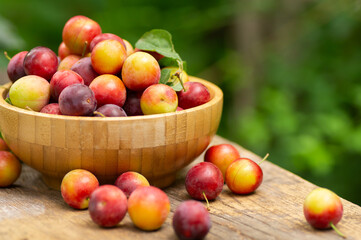 Fresh organic red plums in bowl on wooden table in the garden, summur fruit