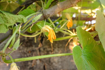 Pumpkin young flowers of creepers on the background of green leaves in a light atmosphere. Flowers of zucchini for cooking delicious dishes. Stuffed zucchini flowers. Agriculture concept