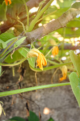 Pumpkin young flowers of creepers on the background of green leaves in a light atmosphere. Flowers of zucchini for cooking delicious dishes. Stuffed zucchini flowers. Agriculture concept