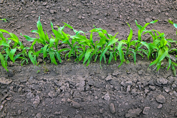 Corn field in summer time