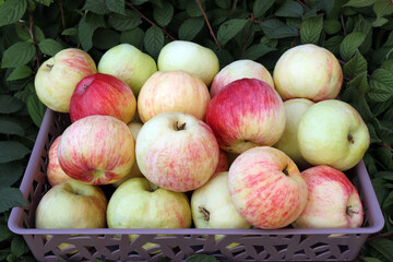 Ripe juicy apples in a wicker plastic container