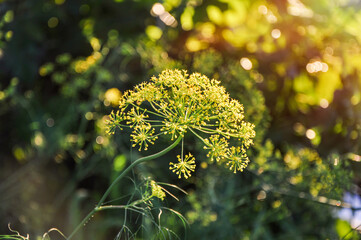 Dill (Anethum graveolens), umbelliferous aromatic plant with umbrella-shaped clusters of yellow flowers