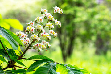 Aesculus hippocastanum,blossom of horse chestnut or conker tree springtime - obrazy, fototapety, plakaty