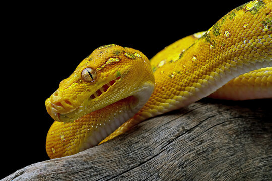 Green tree python on branch with black background, Morelia viridis