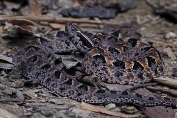 highly venomous ground snake, Calloselasma rhodostoma