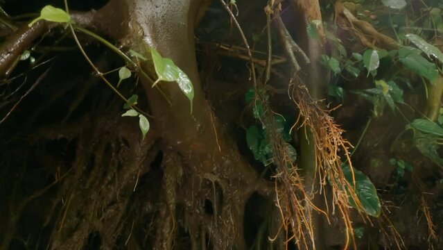 Very beautiful big brown tree roots in clay and water drops flowing down them in tropical forest. Beautiful shots in magical jungle with a root system through which the water of the waterfall flows.