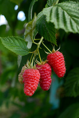 Vertical view of ripe juicy raspberries in the garden on a green background.