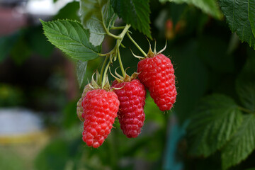 Ripe raspberries in the garden on a green background. Summer, season