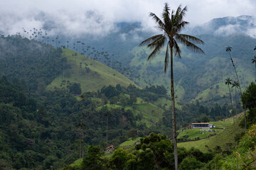 Fototapeta na wymiar landscape in the mountains, cocora valley, colombia