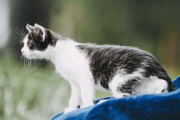 black and white kitten posing outdoors in summer