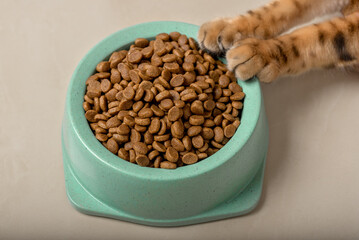 A bowl of delicious dry cat food in cat paws.