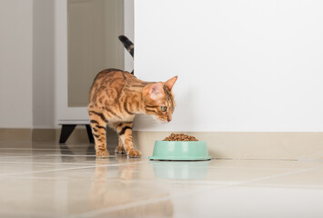 Bengal cat peeks around the corner, looks at a bowl of food, against the background of the room.