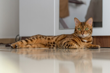 Bengal cat lies relaxed and confident on the floor of the house.