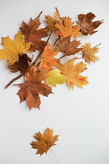 greeting card design. autumn composition of their dry leaves and flowers
