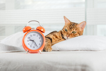 The cat sleeps on the bed and wakes up with an alarm clock.