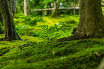 苔むす祇王寺（京都府右京区）