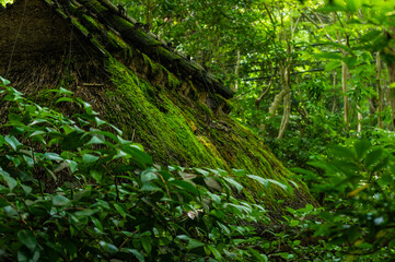 Obraz premium 苔むす祇王寺（京都府右京区）
