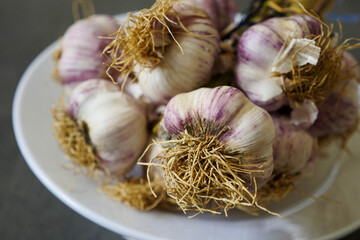 natural purple garlic for human health and nutrition,close-up of a bunch of purple garlic,