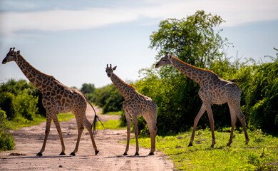 three giraffes crossing a road, Chobe National Park, Botswana