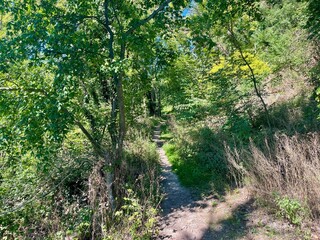 Limberg Forest Trail (Sasbach-Am-Kaiserstuhl, Germany)