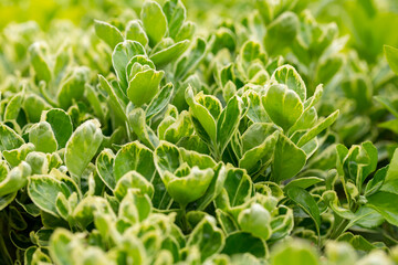 Fototapeta na wymiar euonymus japonicus or japanese euonymus green shrub plant background