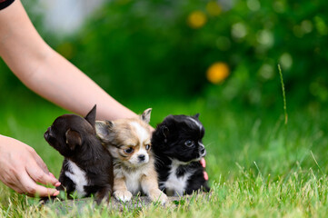 Female Hands of Hostess Plants Chihuahua Puppies in Garden on Grass. Copy Space.
