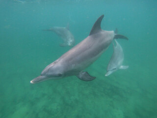 Bottle-nosed dolphin with two calves