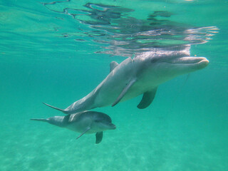 Bottle-nosed dolphins saying G'day