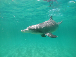 Bottle-nosed dolphins saying G'day