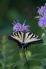 Eastern Tiger Swallowtail on bee balm flower
