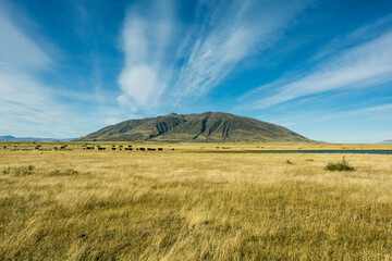 ganaderia en la pampa cercana al lago Roca, republica Argentina,Patagonia, cono sur, South America