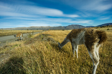 guanacos junto a una pista de ripio, Lama guanicoe, el Calafate, republica Argentina,Patagonia,...