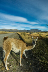 guanacos junto a una pista de ripio, Lama guanicoe, el Calafate, republica Argentina,Patagonia, cono sur, South America