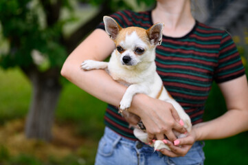 Girl Holds White-Red Adult Chihuahua Puppy in Her Hands in Garden