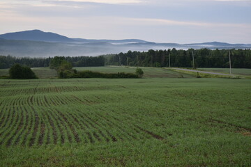 A field of oats on a spring morning, Sainte-Apolline, Québec, Canada