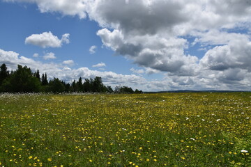 A field in bloom under a cloudy sky, Sainte-Apolline, Québec, Canada