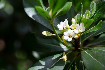 blossoms of ornamental plant, PITTOSPORUM TOBIRA small white flowers