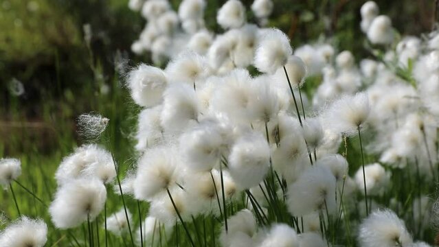 Eriophorum scheuchzeri Hoppe. Cotton grass in summer in the Arctic zone of Siberia