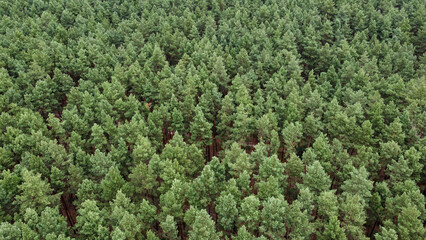 green moss background