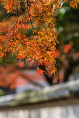 天野山金剛寺（大阪府河内長野市）の紅葉