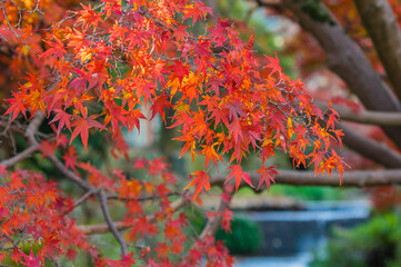 天野山金剛寺（大阪府河内長野市）の紅葉
