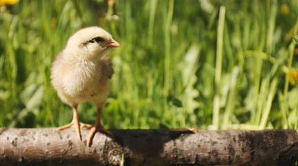Little chicken on grass background, empty space for text.
