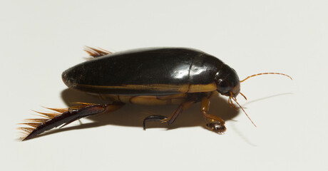 Dytiscidae – are the predaceous diving beetles, a family water beetles. Cybister lateralimarginalis-male.