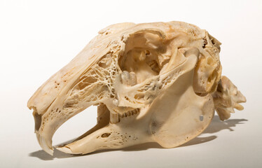 Skull of a hare on a white background. Rodent - (Lepus timidus). The bones of the head of the...