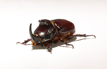 European rhinoceros beetle (Oryctes nasicornis) is a large flying beetle belonging to the subfamily Dynastinae. Imago, a male insect.